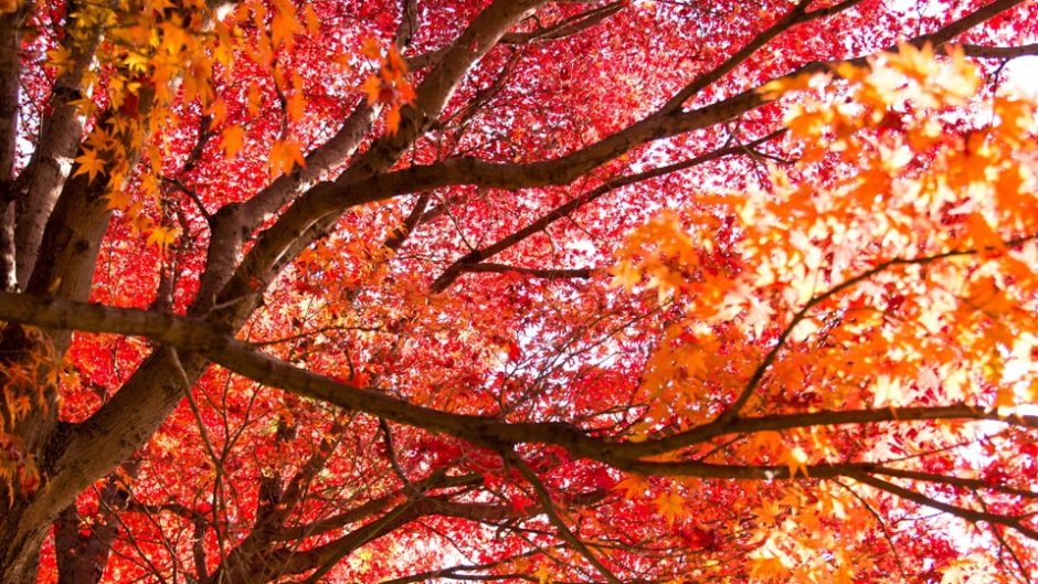 岐阜の紅葉名所 2019 大自然の宝庫・岐阜で楽しめる紅葉スポットはどこが人気なのか？