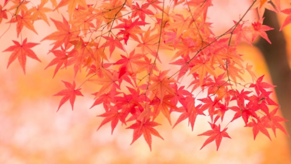 『道の駅天城越え 紅葉まつり』開催！11月はベストシーズンを迎える天城山の紅葉を楽しもう♪