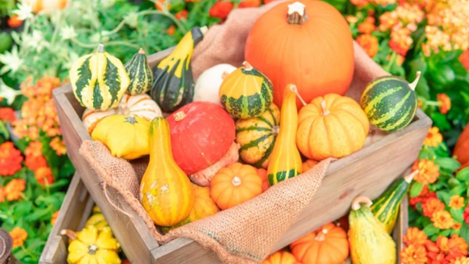 秋の祭りを満喫しませんか？食べて遊んで秋を満喫する「第25回　収穫祭」