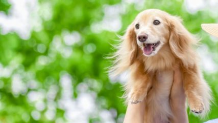 愛犬家大集合!!子どもも大人もペットも楽しい東海ペットイベント『わくわくフェスティバル』