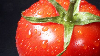 愛知・西尾市「King Farm(キングファーム)」でイチゴ狩り&完熟トマトを楽しんじゃお!!