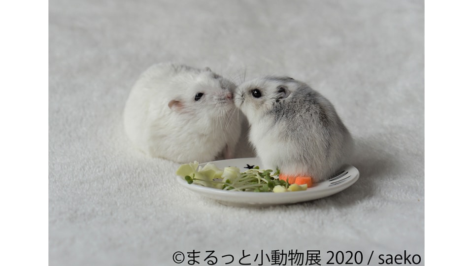 まるっと小動物展 2020 in 名古屋