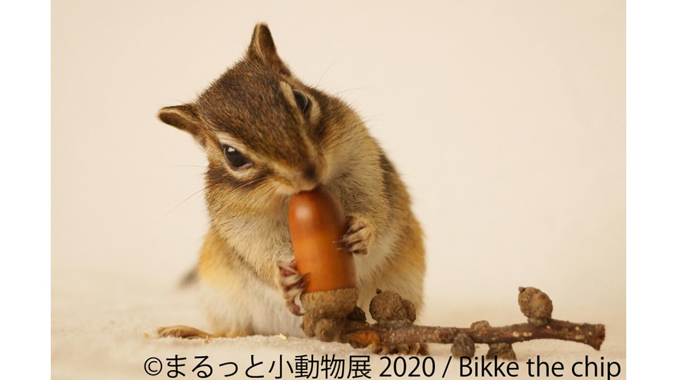 まるっと小動物展 2020 in 名古屋