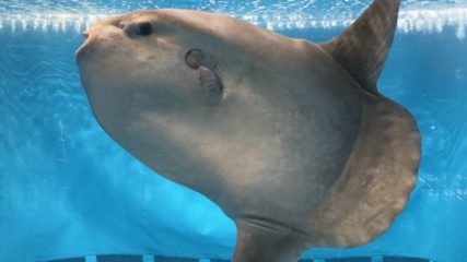 マンボウに会いに行こう!『志摩マリンランド』の施設情報をご紹介