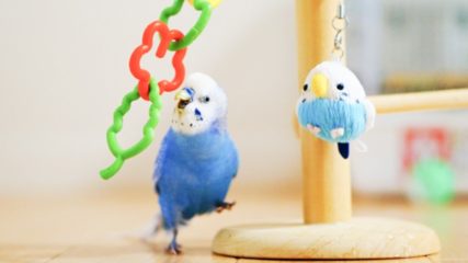 「鳥フェス名古屋」吹上ホールで2021年4月24日(土)・25日(日)に開催!