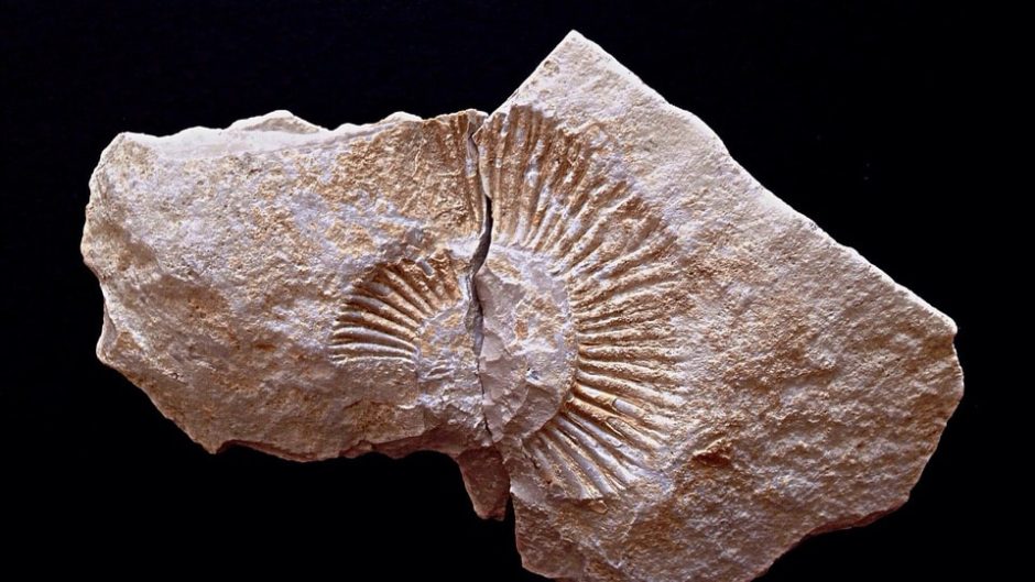 珍しい化石たちに出会える！「瑞浪市化石博物館」をご紹介！