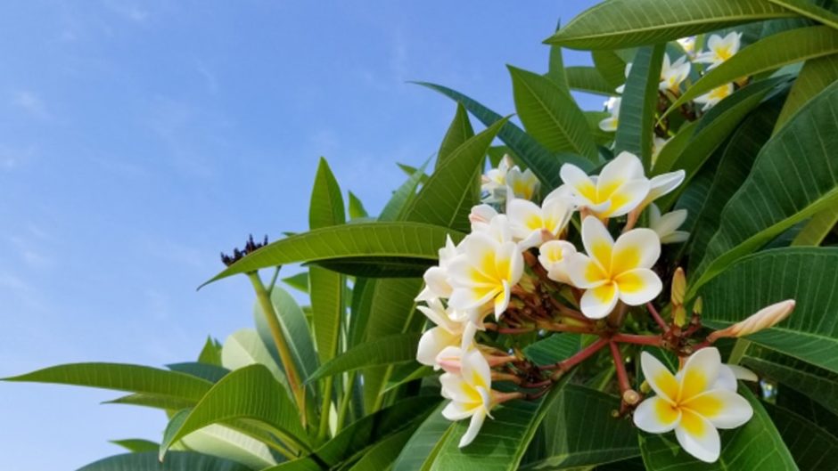 入園無料！ハイビスカスやヒスイカズラが咲く『下賀茂熱帯植物園』で南国気分♪