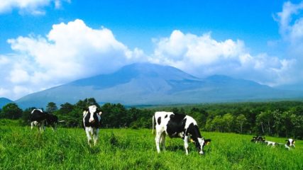 澄み渡る空気と美しい景色!天空の牧場で、おいしい牛乳やソーセージはいかが?