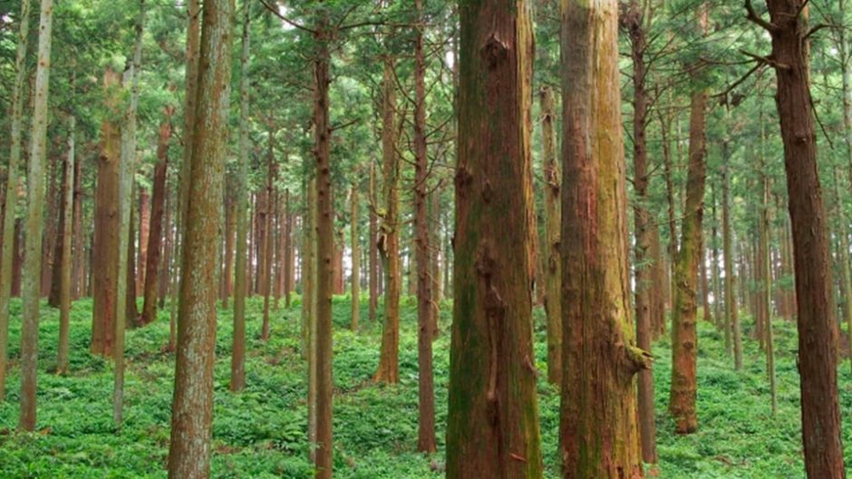 静岡で自然を満喫するならアクティ森で決まり！体験やアトラクションも充実