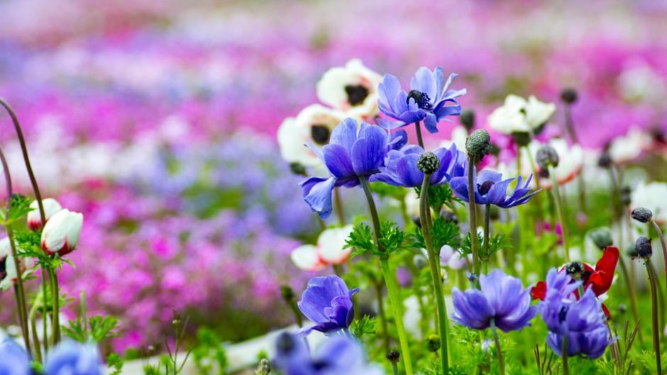 花や緑に囲まれた美しい風景が広がる「浜名湖ガーデンパーク」