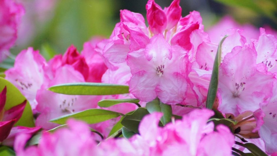 春爛漫！大きく咲き誇るシャクナゲがいっぱい「赤塚シャクナゲガーデン」