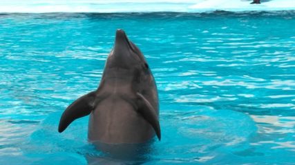 イルカが近い！ふれあいと体験の水族館『南知多ビーチランド』に遊びに行こう！