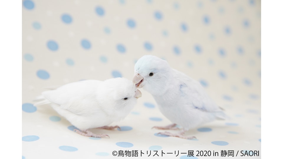 鳥物語トリストーリー展 2020 in 静岡