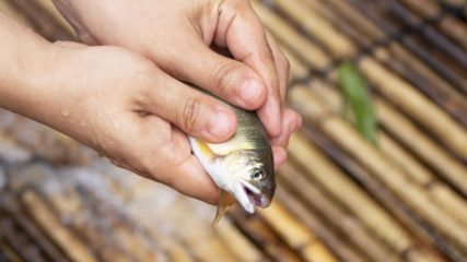 【おいでん・やな】手作りの“やな”にみんなおいでん!