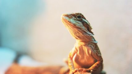 爬虫両生類の展示即売会「ナゴヤレプタイルズワールド2020」