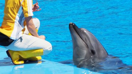名古屋港水族館で水族館体験スクール『君もドリトル先生になれるか!』が開催
