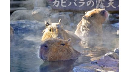 伊豆シャボテン動物公園で「元祖カピバラの露天風呂」開催