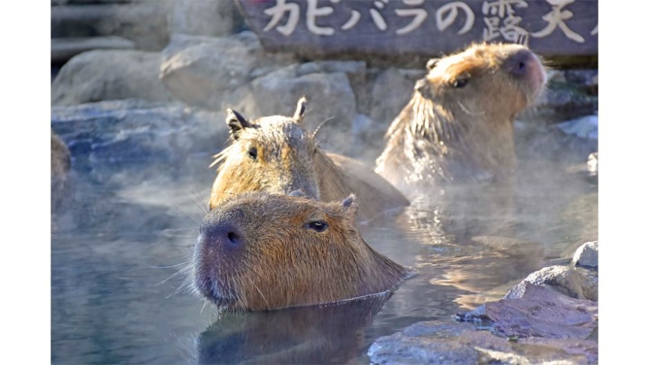 伊豆シャボテン動物公園で「元祖カピバラの露天風呂」開催