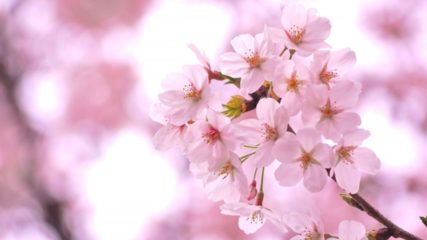 早咲きの桜でお花見「第11回あたみ桜糸川桜まつり」