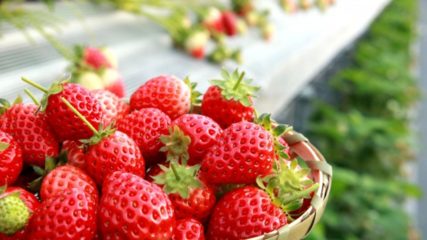 40分食べ放題!ナガシマファームでいちご狩りを楽しもう