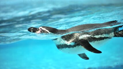 南知多ビーチランドで「ペンギンパフォーマンス」開催