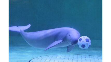 鳥羽水族館で開催!TOBAリンピック ~あつまれ!水中のアスリート~