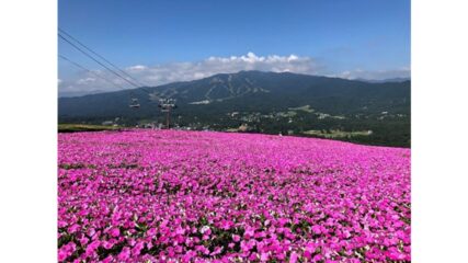 開放的な大自然と癒しの空間「ひるがのピクニックガーデン」