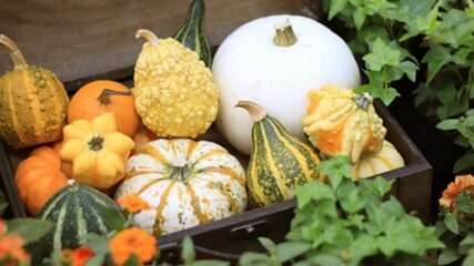「デンパーク秋穫祭」はイベント充実!ハロウィン&秋グルメも登場