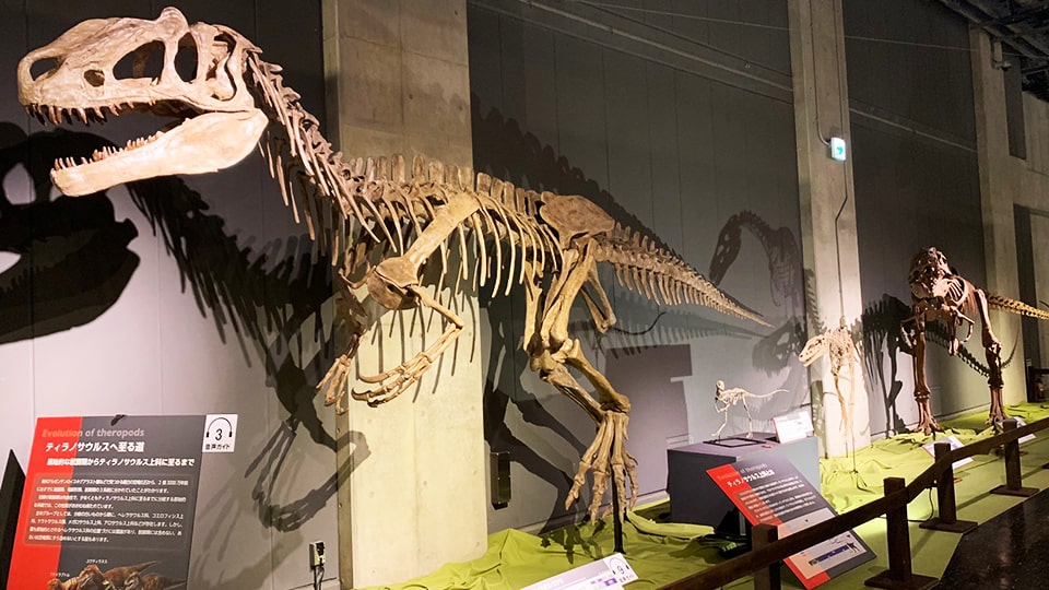 ティラノサウルス展 名古屋市科学館