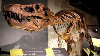 「ティラノサウルス展」名古屋市科学館で開催！迫力満点の恐竜たちを楽しもう！