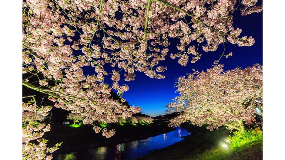夜桜ライトアップも実施！「第24回みなみの桜と菜の花まつり」