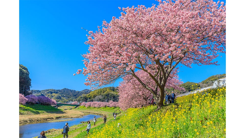 第24回みなみの桜と菜の花まつり