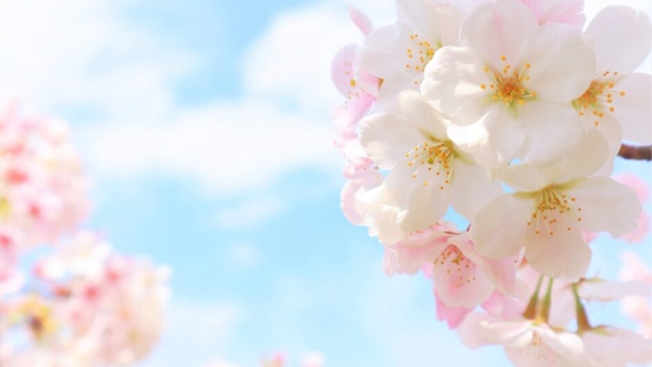 川根の街並みが桜色に染まる「かわね桜まつり」