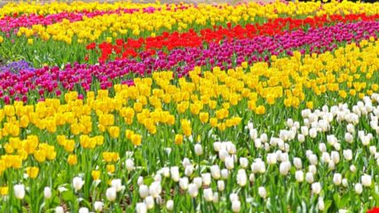 「浜名湖花フェスタ2022」で花の名所を巡りながら観光しよう