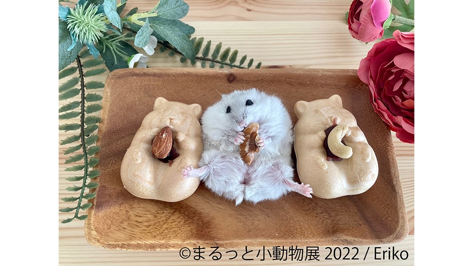 まるっと小動物展 2022 in 名古屋