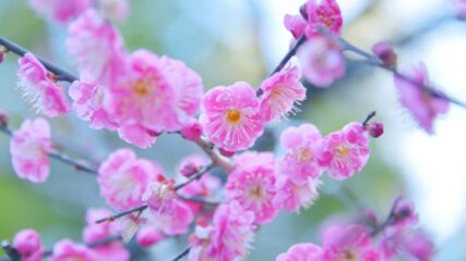 「第79回 熱海梅園梅まつり」で早咲きの梅を楽しもう！