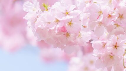 「138タワーパーク さくら祭り」で木曽川堤の桜を楽しもう！