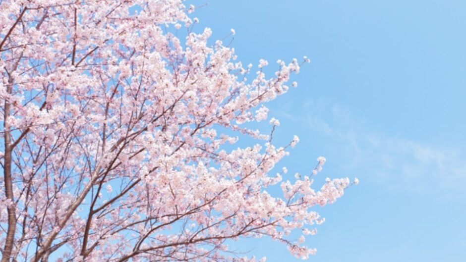「フラワーパーク江南 さくら祭り」で春を満喫しよう！
