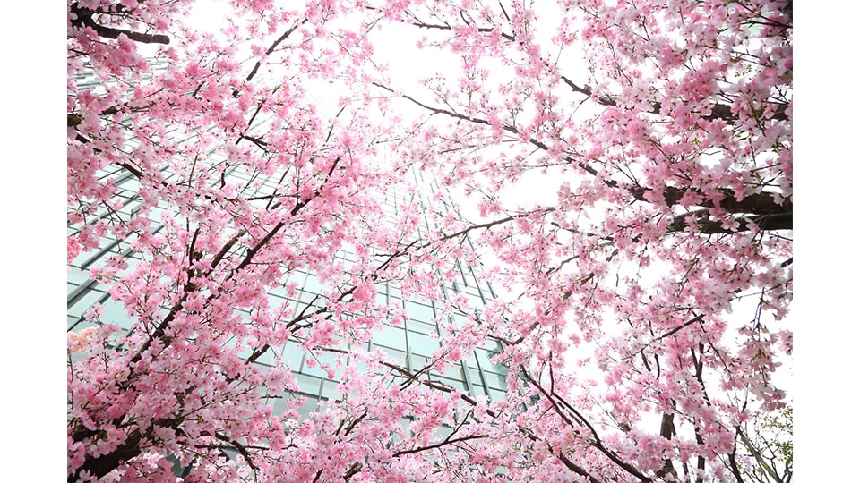 大名古屋ビルヂング 桜