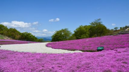 天空の花回廊・芝桜の丘が見ごろ！「芝桜まつり」茶臼山高原で開催