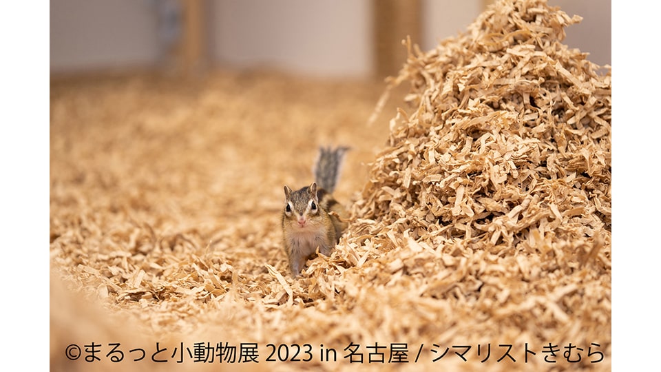 まるっと小動物展 2023 in 名古屋