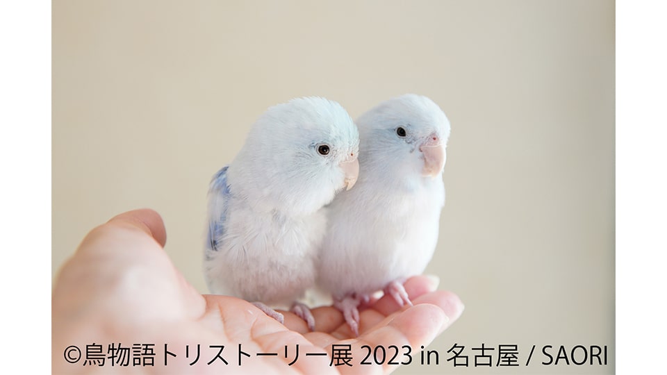 鳥物語トリストーリー展 2023 in 名古屋