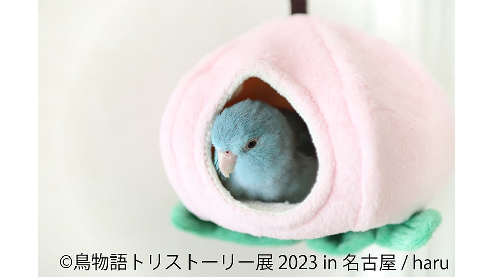 鳥物語トリストーリー展 2023 in 名古屋