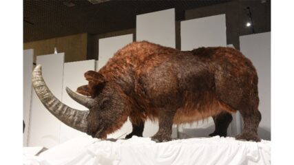 「化石ハンター展」名古屋市科学館で開催！世界初公開『チベットケサイ』の復元骨格が登場