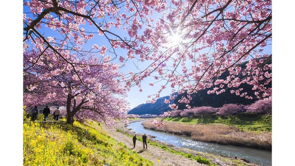 「第26回みなみの桜と菜の花まつり」南伊豆町・下賀茂温泉で開催