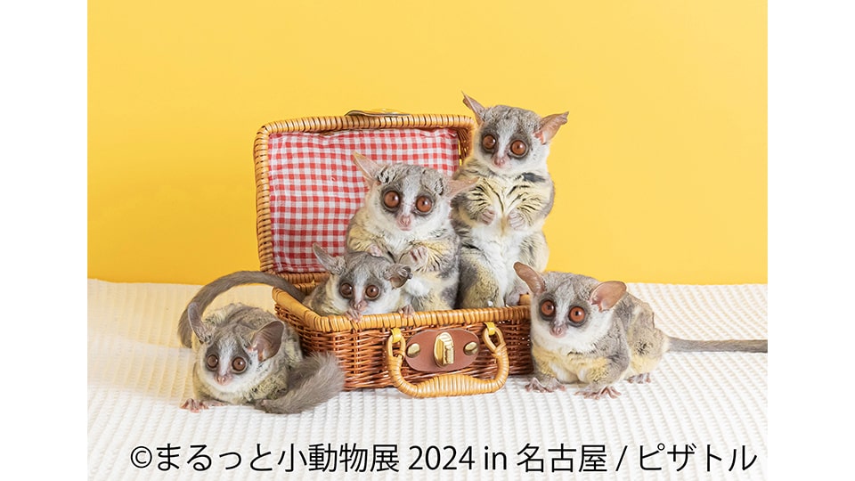 まるっと小動物展 2024 in 名古屋