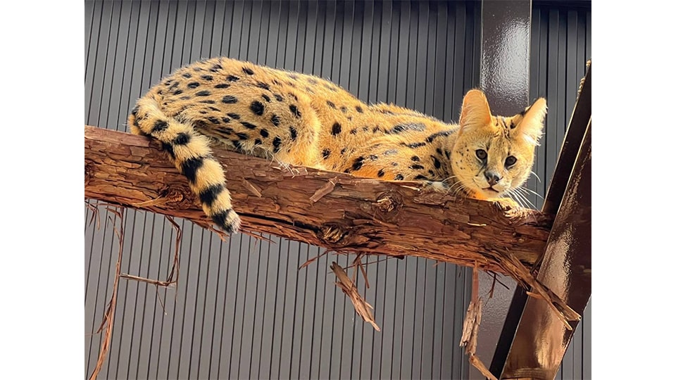 ナイトZOO 豊橋総合動植物公園 のんほいパーク