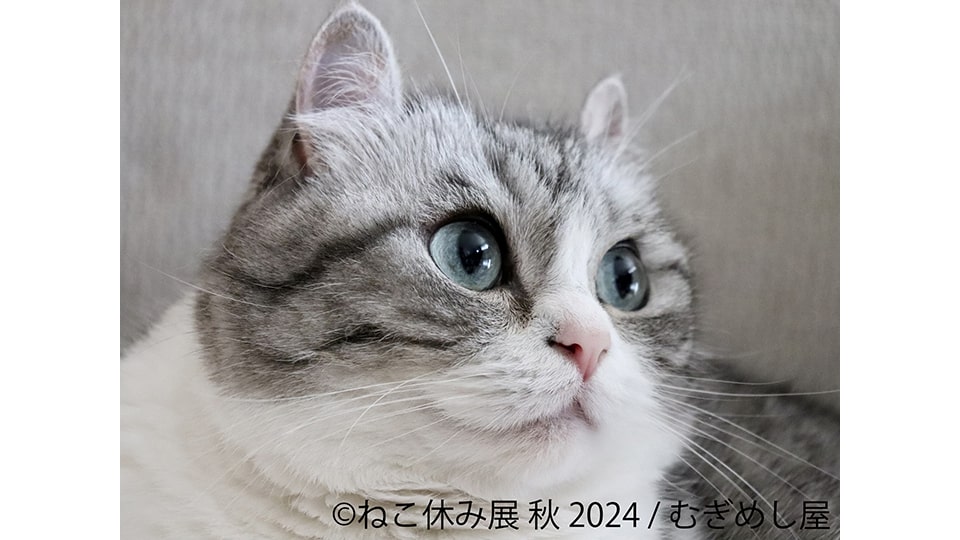 ねこ休み展 秋 2024 in 名古屋