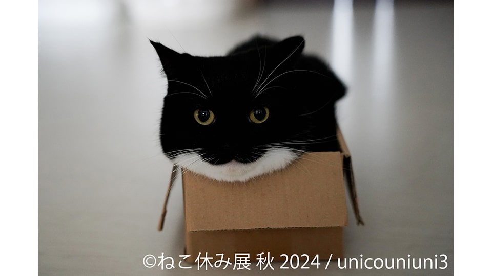 ねこ休み展 秋 2024 in 名古屋