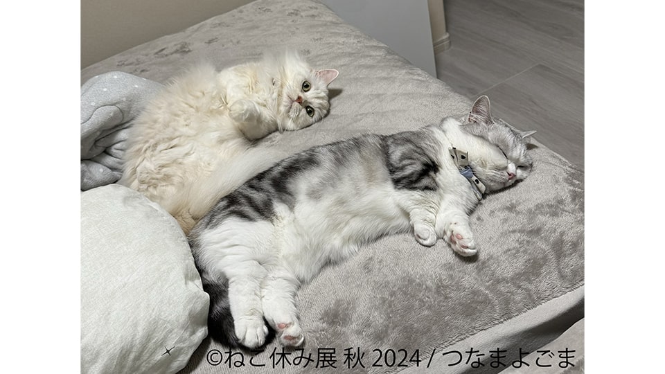 ねこ休み展 秋 2024 in 名古屋